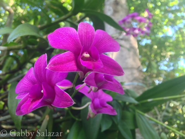 Orchids, Punta Cana, Dominican Republic