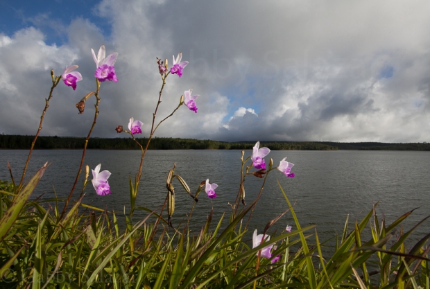 Bamboo orchids (Arundina graminifolia) growing along the side of a reservoir in Black River Gorges National Park, Mauritius. 