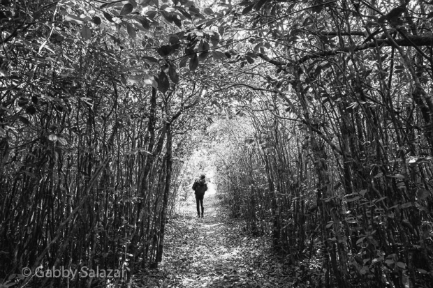 Stephanie Manuel hikes through a grove of guava trees in Black River Gorges National Park, Mauritius. 