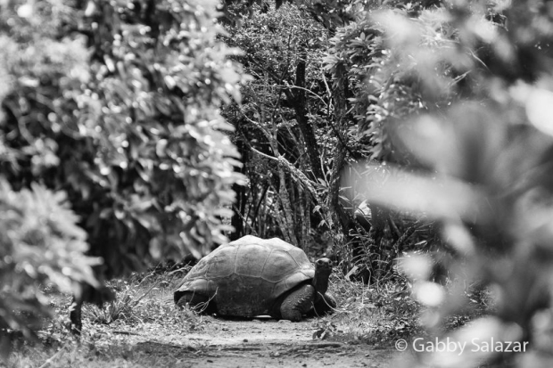 An Aldabra giant tortoise on Ile aux Aigrettes, Mauritius.