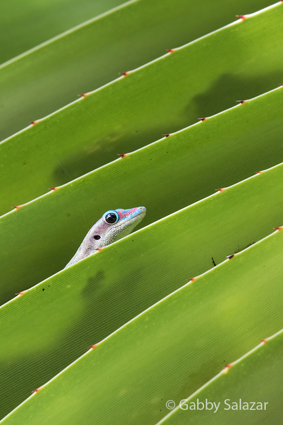 A Mauritius ornate day gecko (Phelsuma ornata) on a species of Pandanus. 